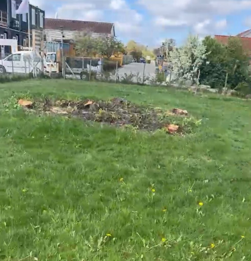 Flere træstubbe i en græsplæne før fræsning
